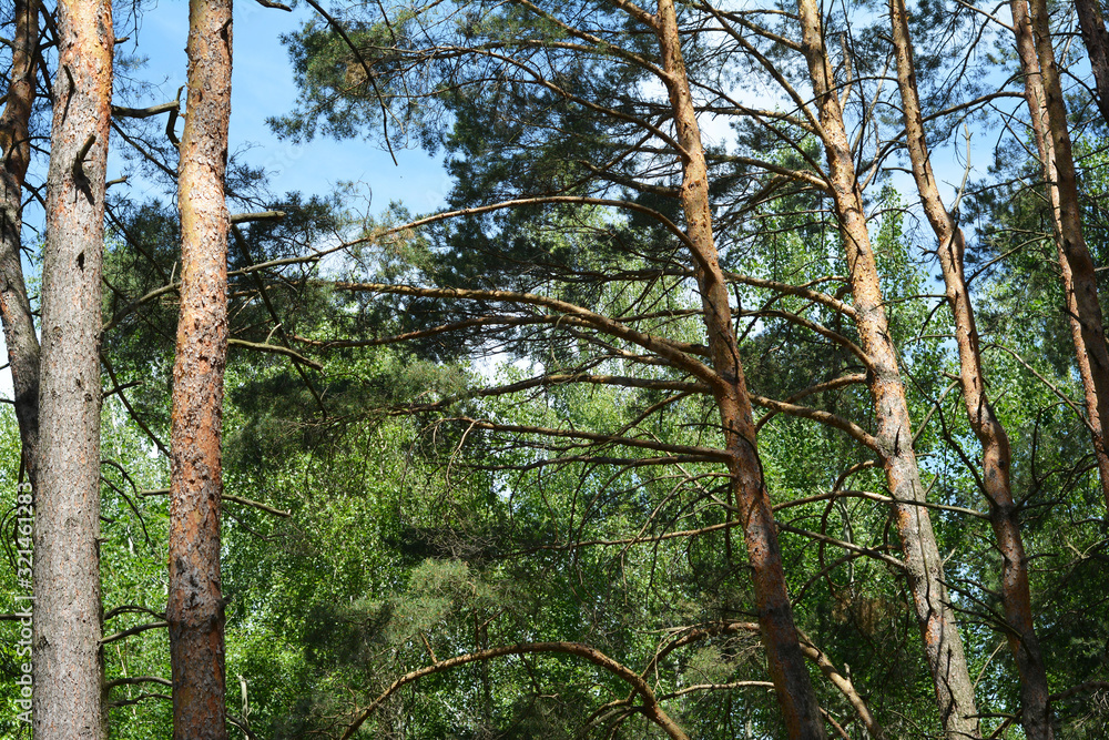 Fototapeta premium Pine trees forest with blue sky