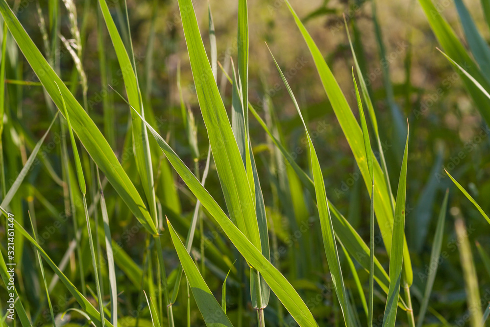 Abstract view of grass close up with the sunlight shining through it Abstract view of grass close up with the sunlight shining through it