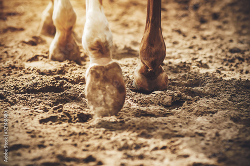 The legs of an unshod sorrel horse that walks on the sand, raising the dust with its hooves, which is illuminated by the rays of the sun.