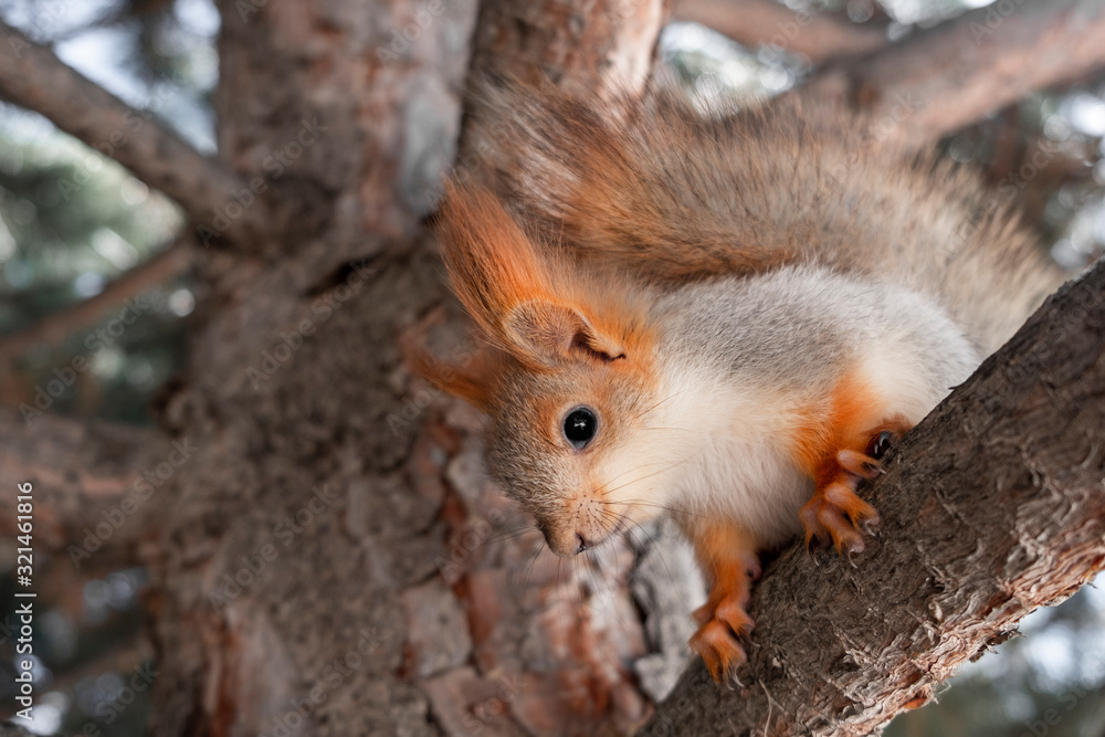 Cute baby squirrel. Cute squirrel sitting on the pine. Orange-grey squirrel.