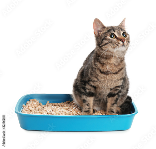 Tabby cat in litter box on white background