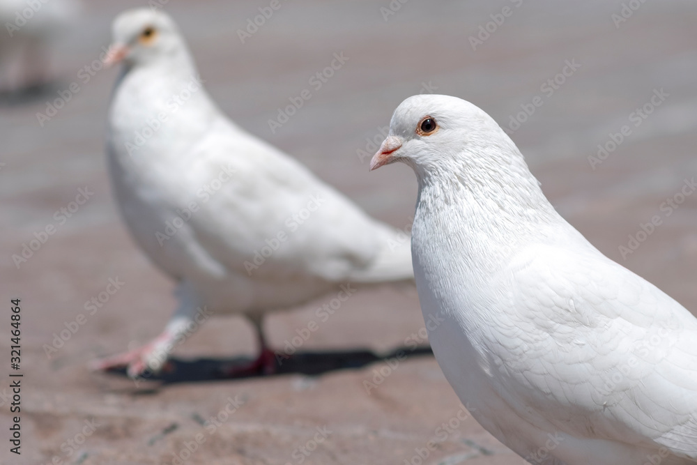 White doves in city. White doves in city.