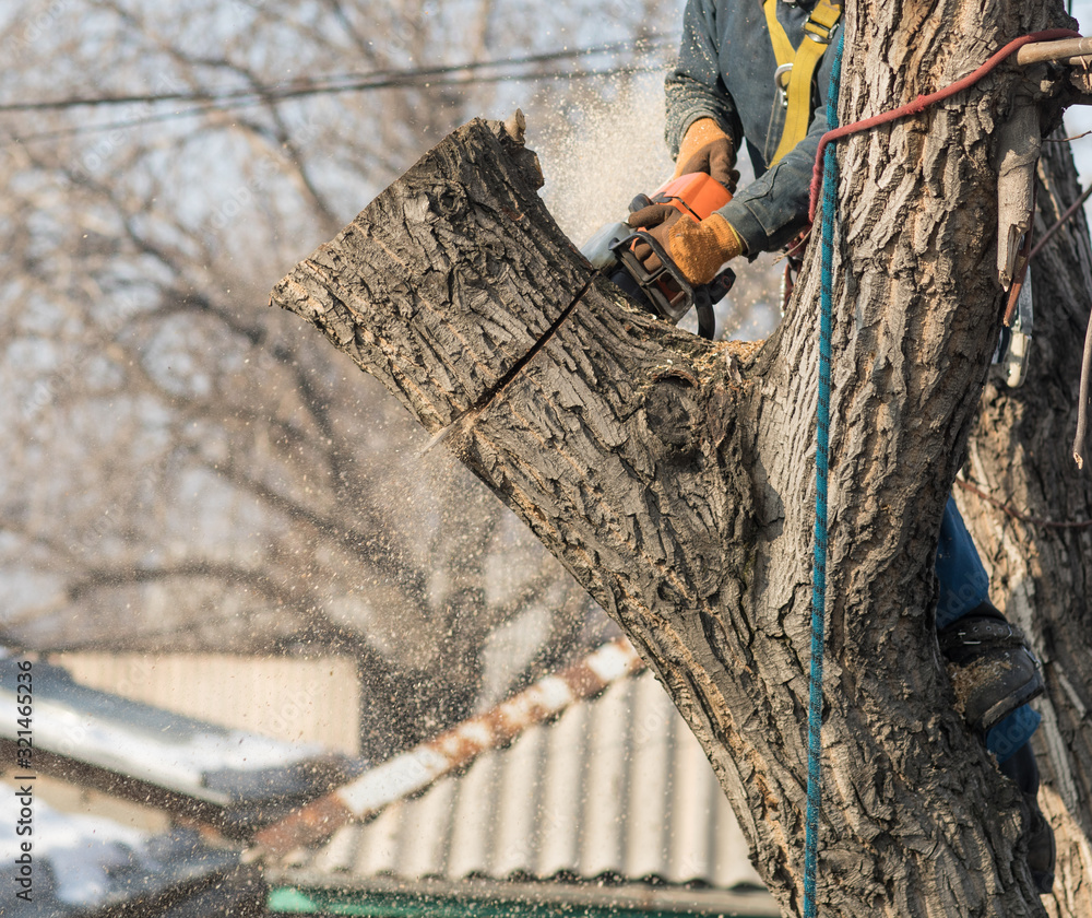 professional arborist with a chainsaw on a tree professional arborist with a chainsaw on a tree