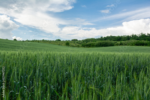 Beautiful view of the wheat field in the countryside