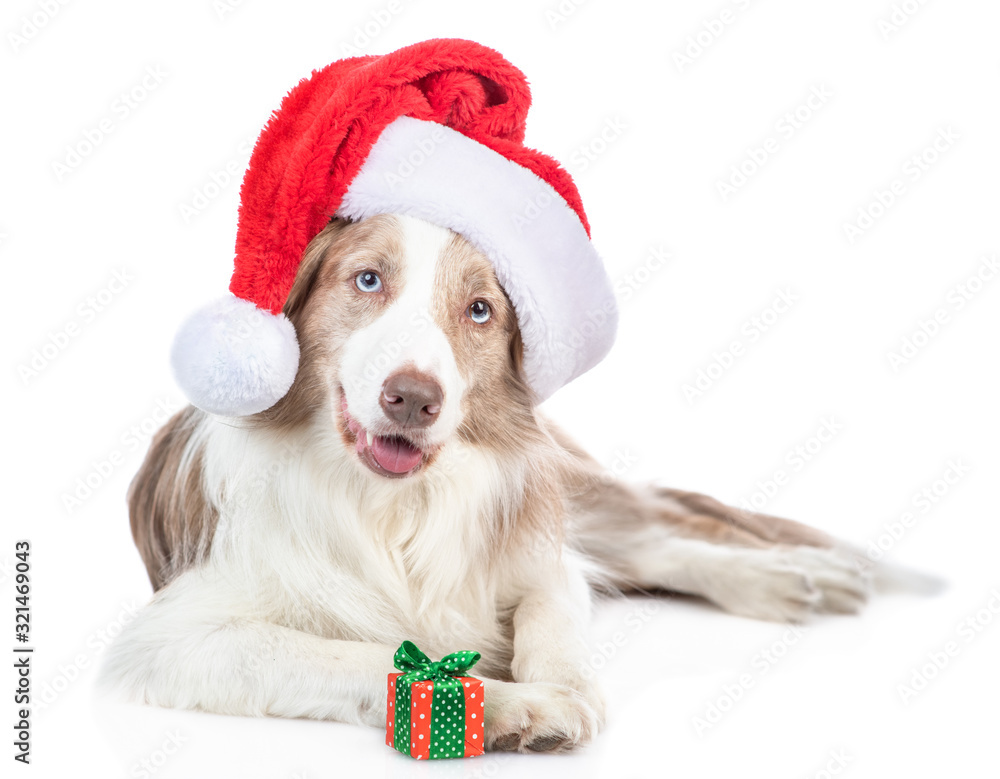 Border collie dog wearing a red santa hat lies with gift box. isolated on white background Border collie dog wearing a red santa hat lies with gift box. isolated on white background