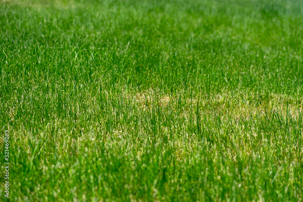 Grass field, background, selective focus. Grass field, background, selective focus.