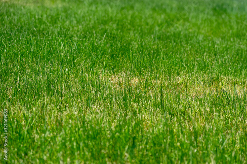 Grass field, background, selective focus.