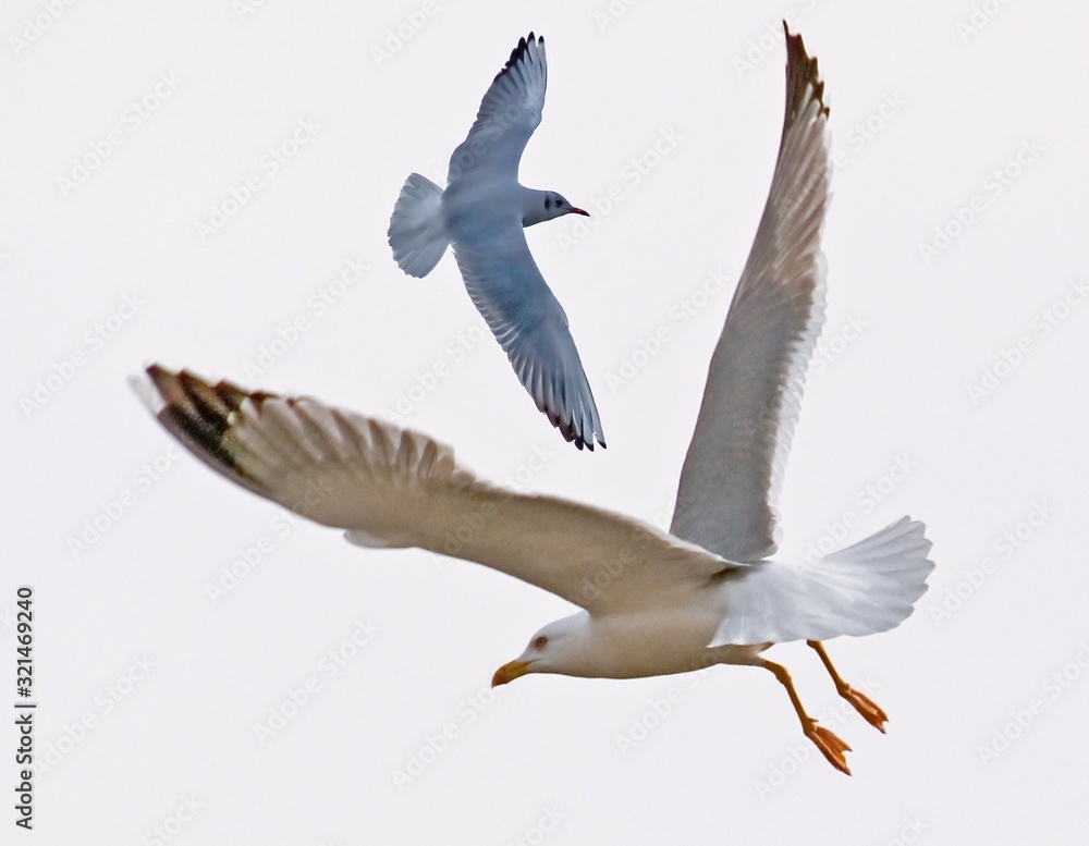 Obraz premium bird