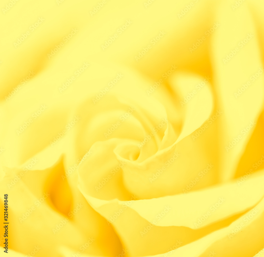 Soft focus, abstract floral background, yellow rose flower. Macro flowers backdrop for holiday brand design