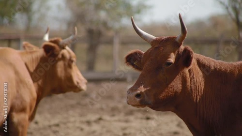 Close up amazing red cow turns its head towards camera and lows against background of another red cow standing on livestock farm