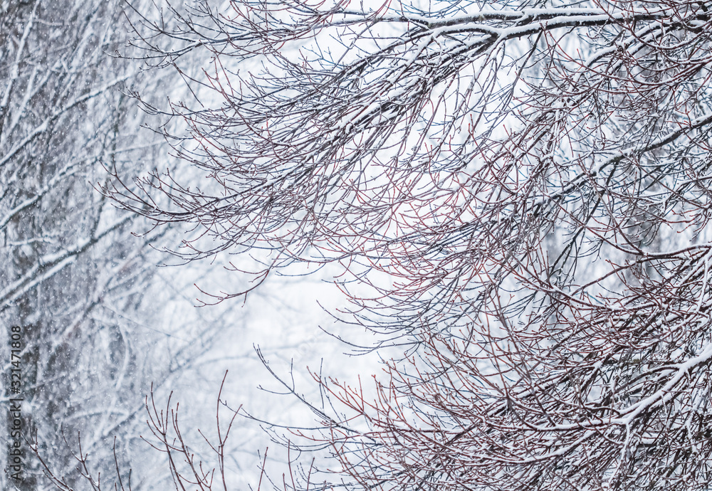Fairytale fluffy snow-covered trees branches, nature scenery with white snow and cold weather. Snowfall in winter park Fairytale fluffy snow-covered trees branches, nature scenery with white snow and cold weather. Snowfall in winter park