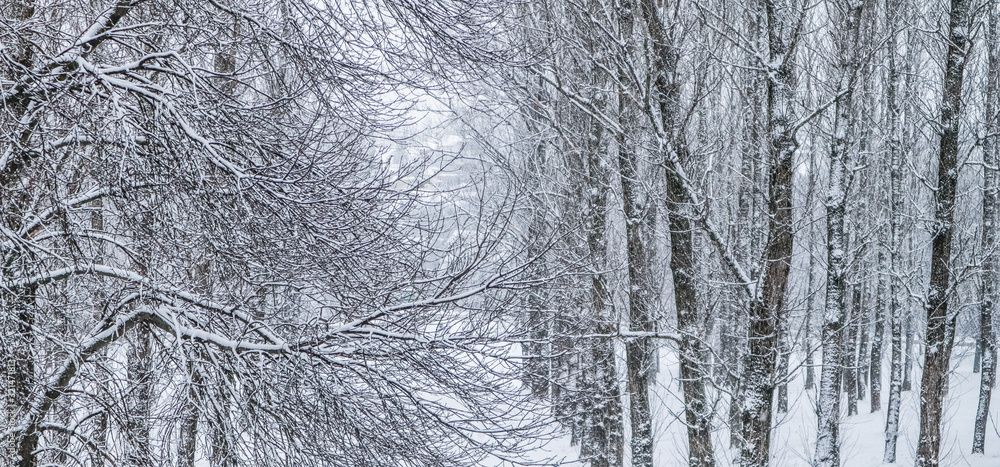 Fairytale fluffy snow-covered trees branches, nature scenery with white snow and cold weather. Snowfall in winter park Fairytale fluffy snow-covered trees branches, nature scenery with white snow and cold weather. Snowfall in winter park