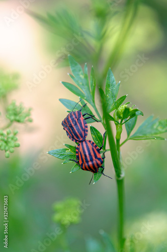 Red striped garden bugs make love.