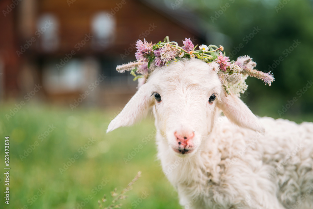 Baby lamb with flower crown - obrazy, fototapety, plakaty 