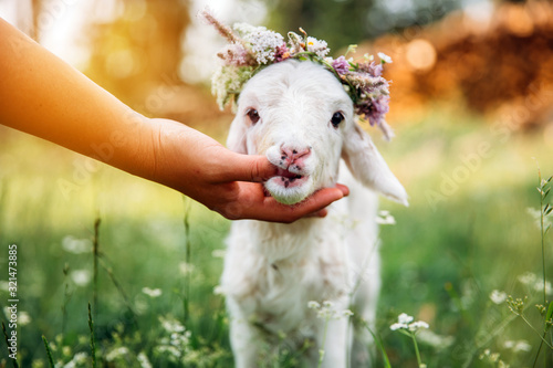 Baby lamb with flower crown