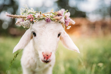 Baby lamb with flower crown