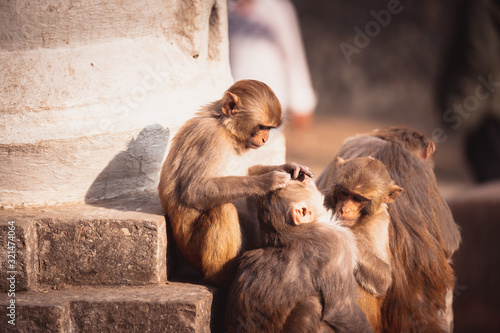 Small monkey living near a stupa, Kathmandu, Nepal photo