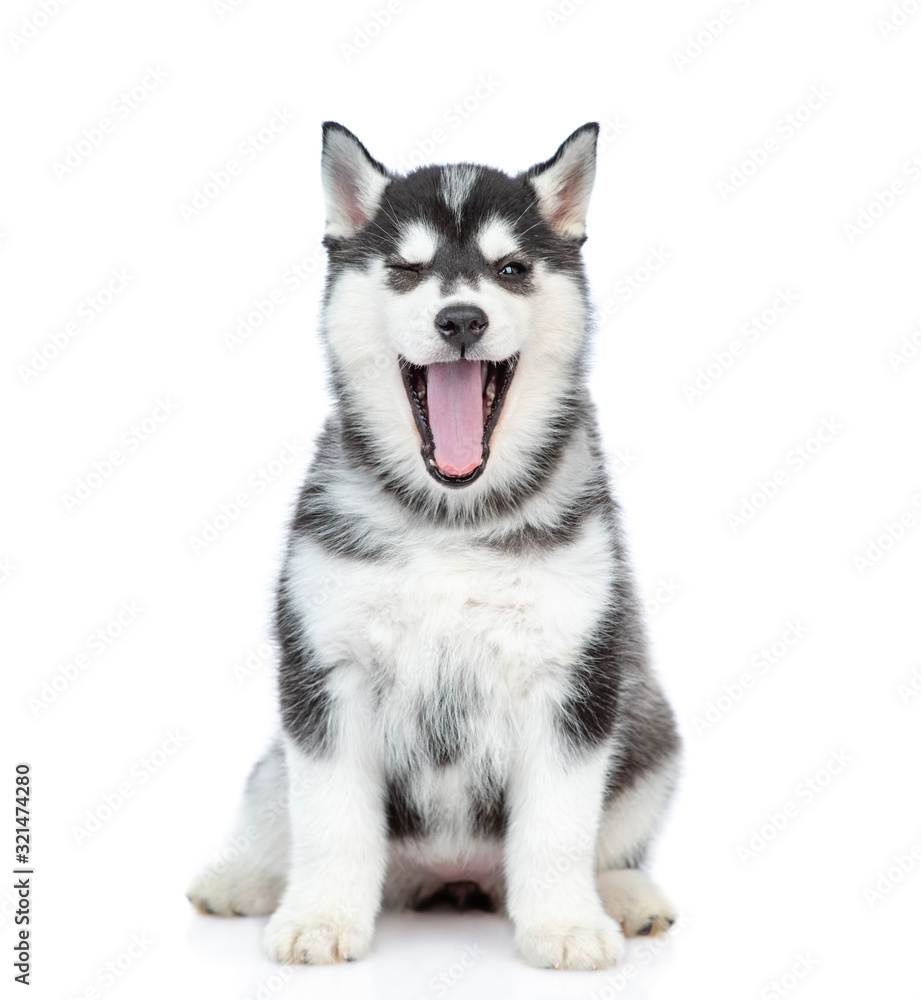 Husky puppy sits with open mouth in front view. isolated on white background