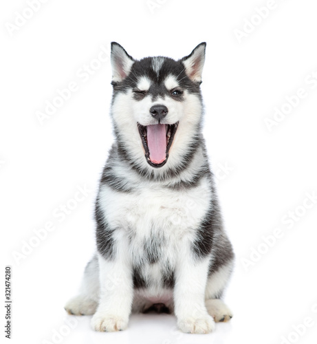 Husky puppy sits with open mouth in front view. isolated on white background