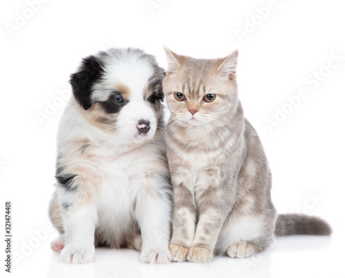 Australian shepherd puppy sits with british cat. isolated on white background