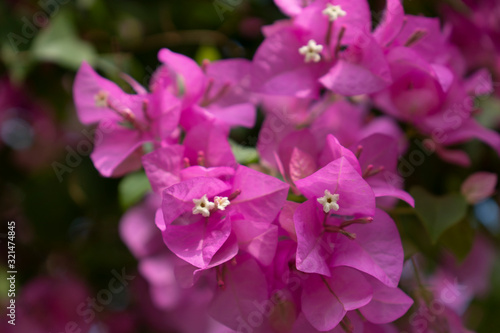 Pink bougainvillea flowers on a clear day © Punkung's Gallery