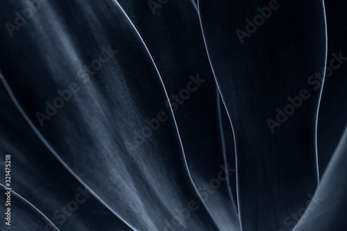 Close up shot at an agave plant leaves in grey black colour. Background.