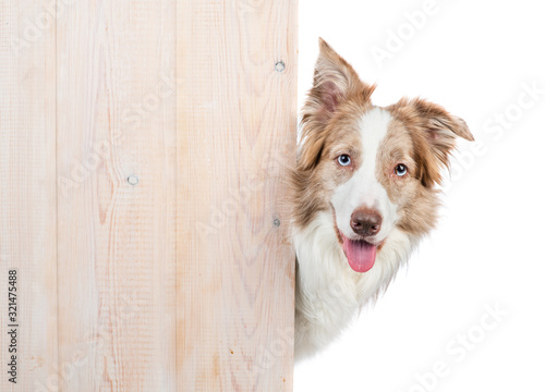 Fotobehang Border collie looks from behind empty wooden boards