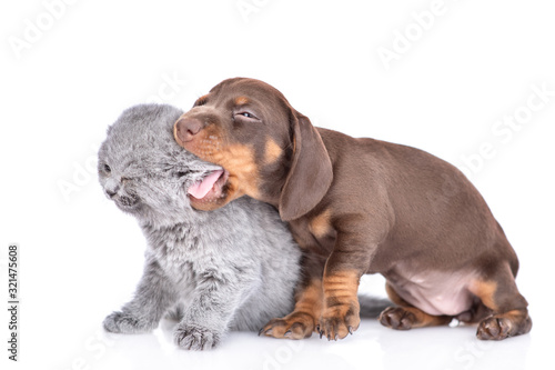 Playful dachshund puppy bites kitten s ear. isolated on white background
