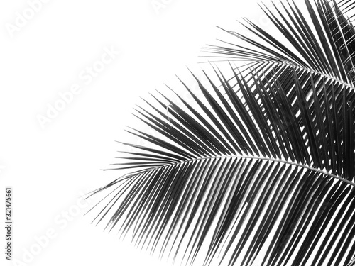 black and white coconut leaf silhouette
