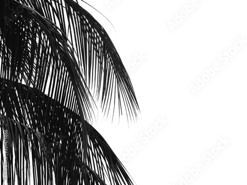 black and white coconut leaf silhouette