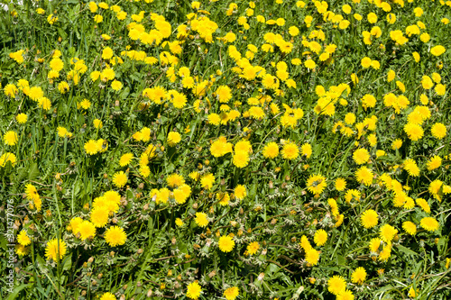 Yellow dandelion flowers Taraxacum officinale . Dandelions field background on spring sunny day.