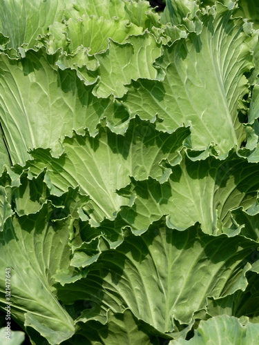 closeup ornamental cabbage (Brassica oleraceae)