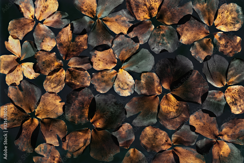 Flower petals on a black background, copy space Flower petals on a black background, copy space
