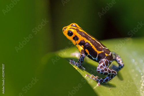 Mimic Poison Frog, Ranitomeya imitator Jeberos is a species of poison dart frog found in the north-central region of eastern Peru. Its common name include mimic poison frog and poison arrow frog,