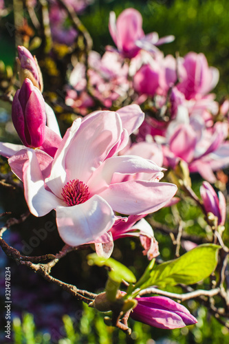 a beautiful view on the magnolia tree in a park