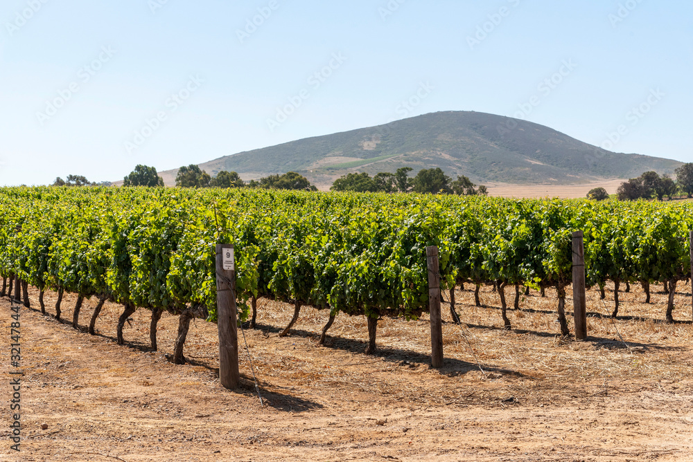 Durbanville, Cape Town, South Africa. Dec 2019.  Grapes on vines in the Durbanville wine growing region close to Cape Town, South Africa