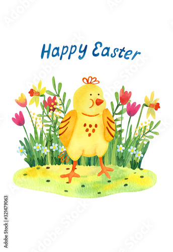 A cute little chicken on the lawn surrounded by grass, tulips, chamomile, mimosa and narcissus flowers. Happy Easter lettering. Watercolor Illustration on white background. Nice Easter greeting card.