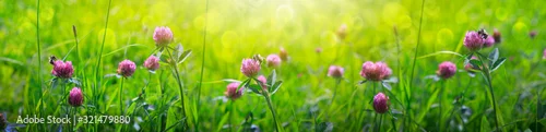 Obraz  z motywem Clover flowers field in sunset.Nature meadow background.