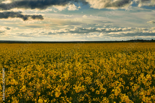 beauty sunset over yellow flowers rapeseed field, summer landscape, dark cloudy sky and sunlight