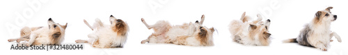 Fotografie Cute dog makes a roll