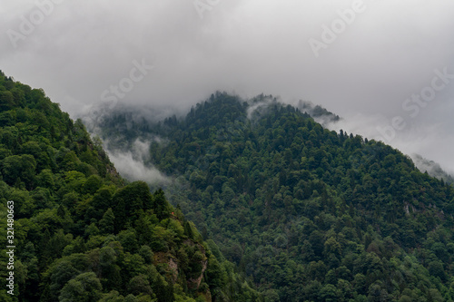 Pine trees under cloud and fog in black sea region, Turkey. Forest near zilkale castle.