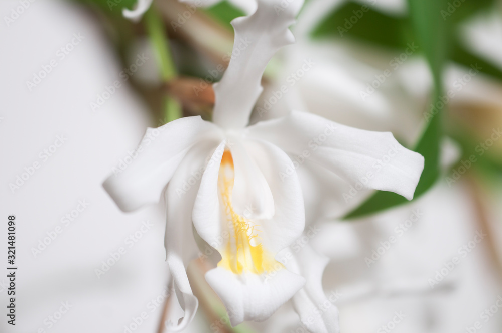 Obraz premium Flowers of Coelogyne cristata orchid