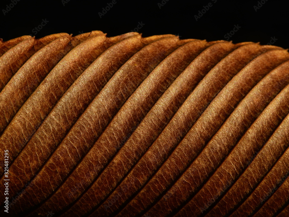 dry brown leaves of Elephant apple (Dillenia indica) on black background dry brown leaves of Elephant apple (Dillenia indica) on black background