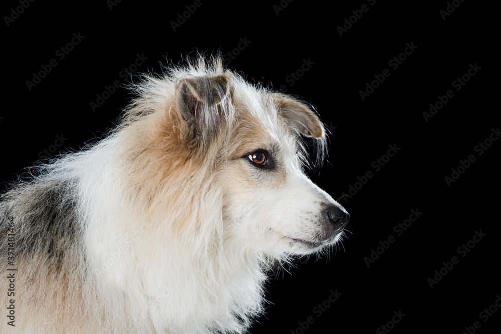 Cute mixed breed dog on black background Cute mixed breed dog on black background