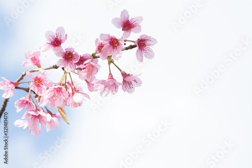 pink sakura flower on nature background