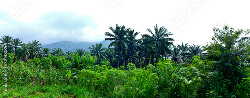 Western Africa s jungle  Togo   - Landscape