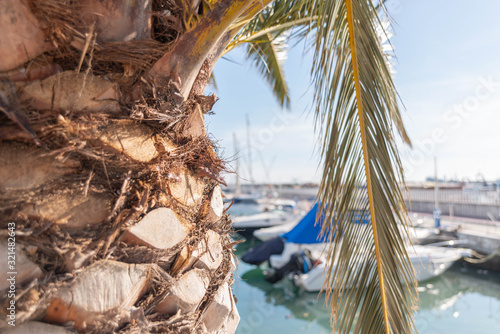 Palm in a small port in Spain, in the background anchored yachts and boats © Q77photo