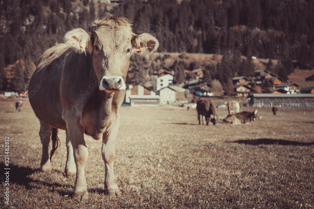 Cow in the field