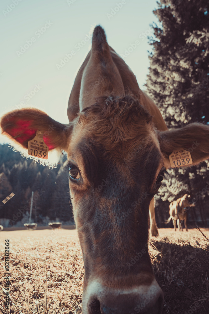 Cow in the field