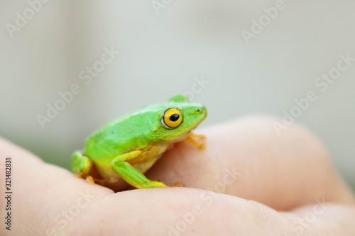 green frog with yellow eyes sitting on womans hand